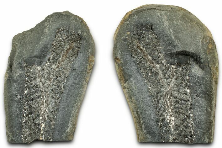 Scale Tree (Lepidodendron) Fossil Pos/Neg - Mazon Creek #325848